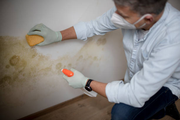  Radford, VA Mold Removal Pros