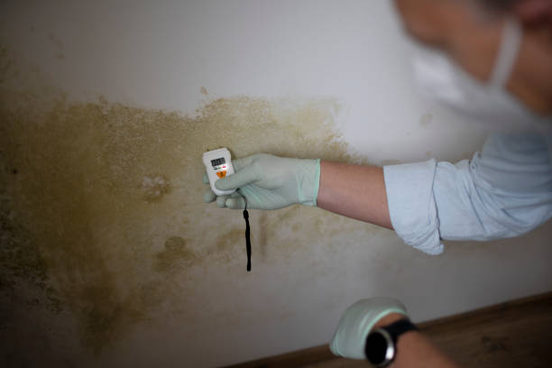 Best Mold Remediation for Specific Building Types in Radford, VA