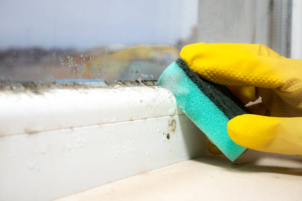 Best Attic Mold Remediation in Radford, VA