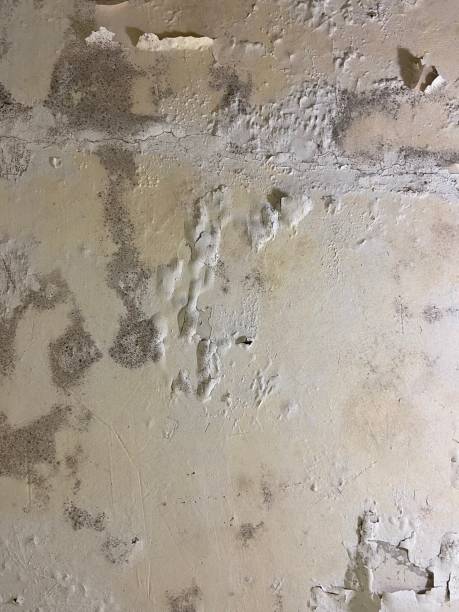 Radford, VA Mold Remediation Company