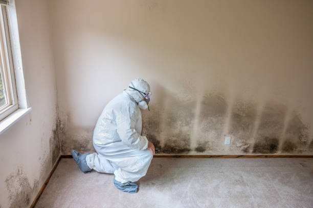 Best Mold Testing and Inspection Services in Radford, VA