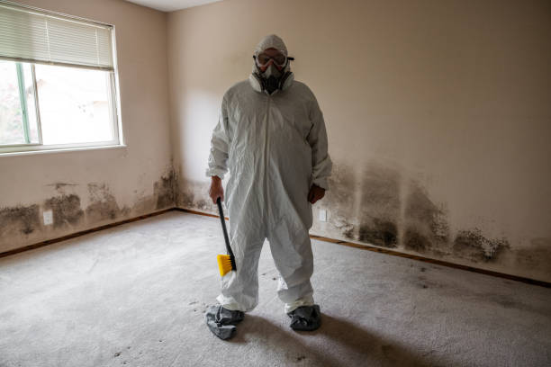 Best Post-Flood Mold Remediation in Radford, VA