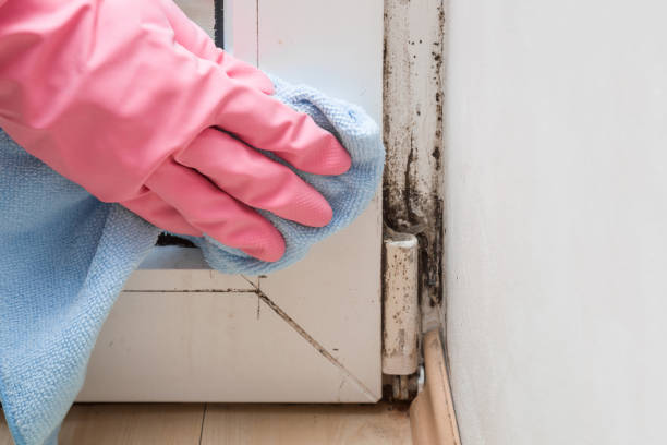 Best Preventive Mold Services in Radford, VA